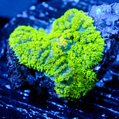JC Neon Green Rhodactis