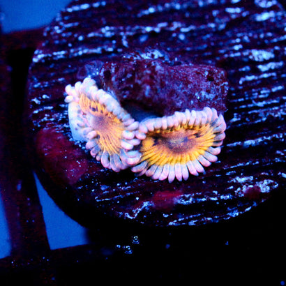 JC Stratocaster Zoanthid
