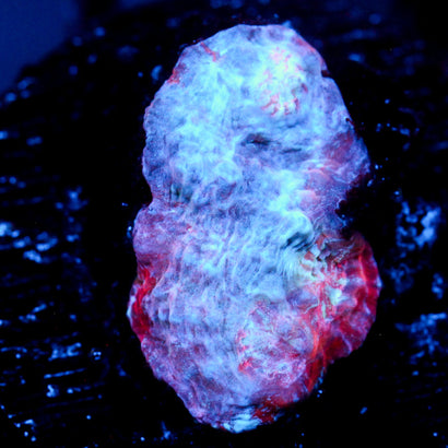 JC Cold Fusion Chalice