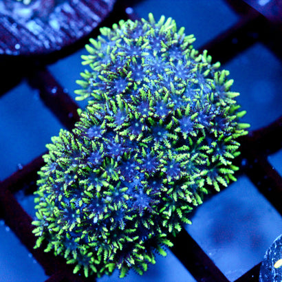 JC Sympodium Coral