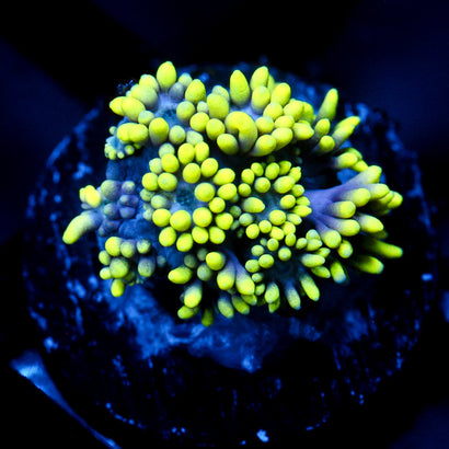JC Green Flare Goni
