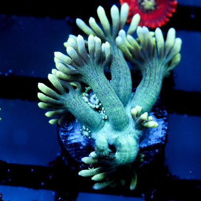 JC Beachy Breeze Goni