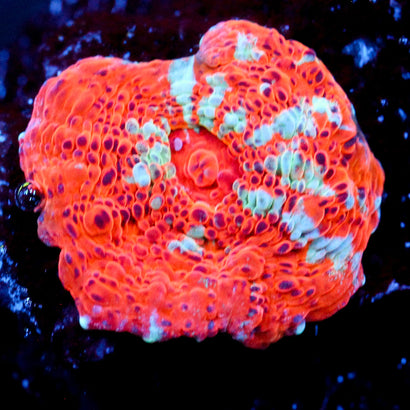 JC Citrus Scream Chalice