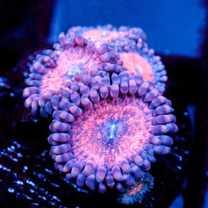 JC Amber Bliss Zoanthid