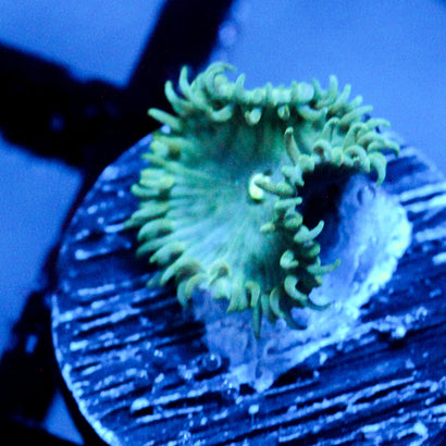 JC Green Sinestro Palythoa