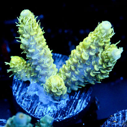 JC Neon Flare Milli