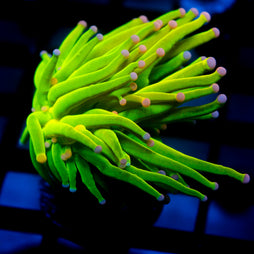 JC Pink Tip Holy Grail