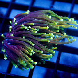 JC Dragon Soul Large