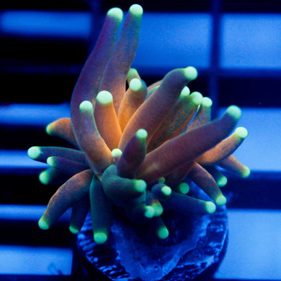 Sinister Teal Tiger Torch