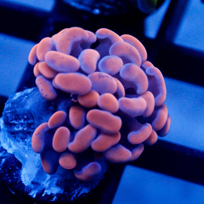 JC Orange Splatter Hammer