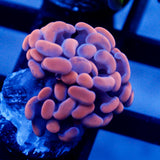 JC Orange Splatter Hammer