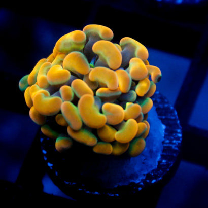 JC Rainbow Gold