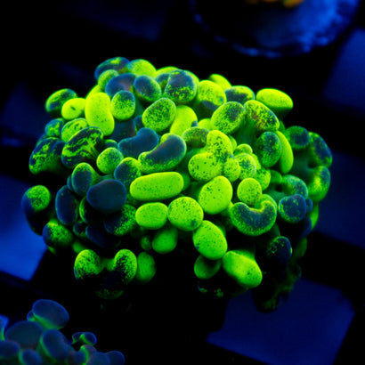 JC Ultra Splatter Hammer