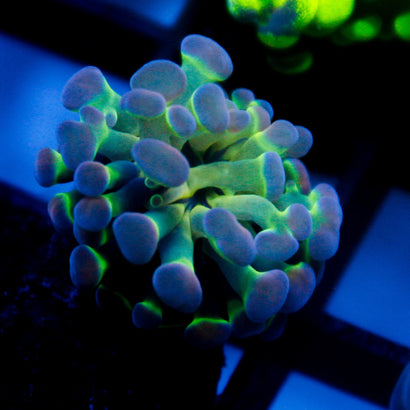 JC Ultra Hologram Hammer