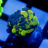 JC Yellow Splatter Hammer