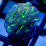 JC Hologram Hammer V1