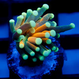 Eye of the Tiger Torch