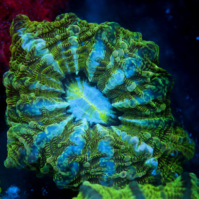 JC The Green Gauntlet Indophyllia 5"