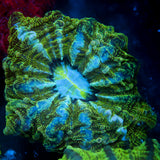 JC The Green Gauntlet Indophyllia 5
