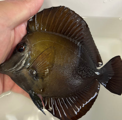 Blue Face Koi Tang WYSIWYG