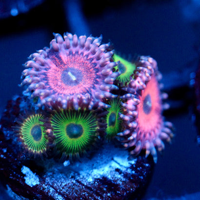 JC Pink Insanity Zoanthid Mix