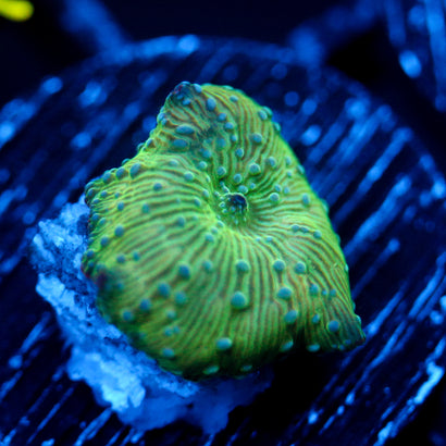 JC Blue Pimple Watermelon Discosoma