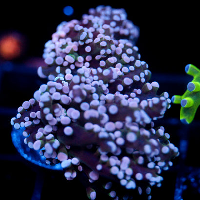 JC Pink Tip Octo