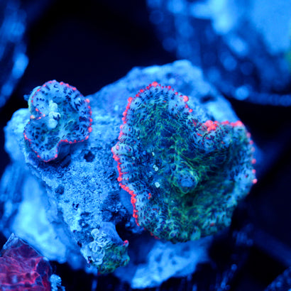 JC Yeti Flesh Rhodactis