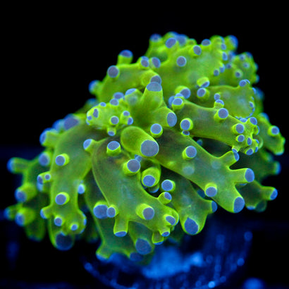 JC Hulk Octo