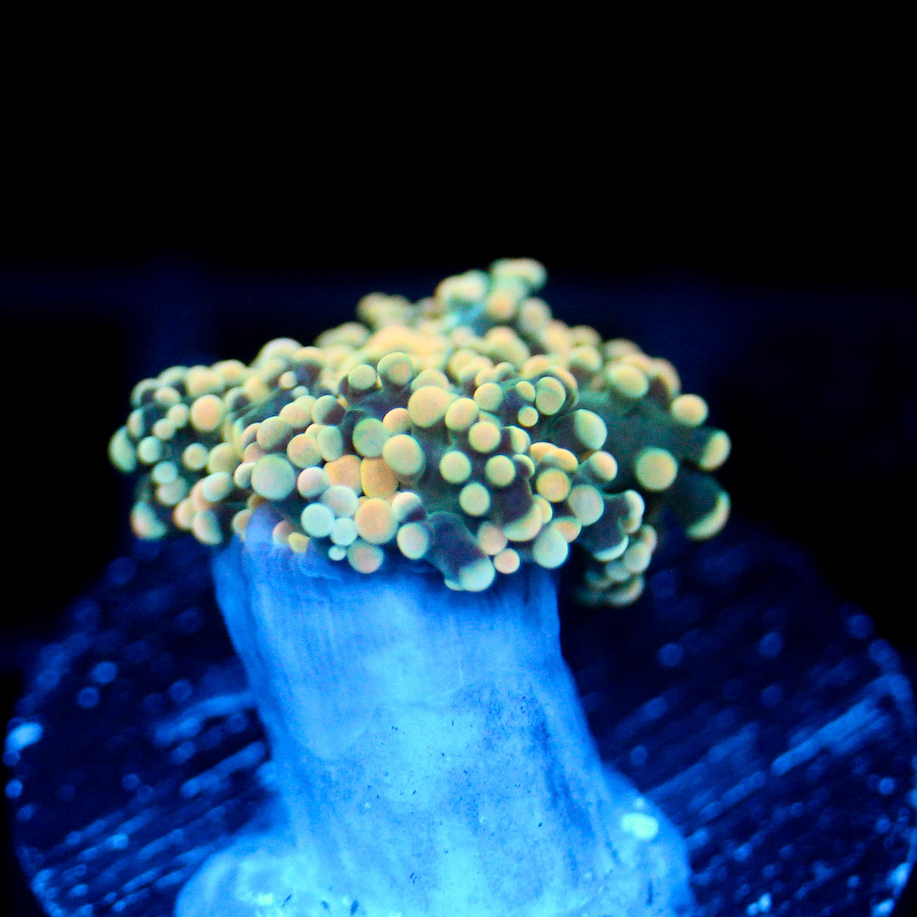 JC Creamcicle Octo