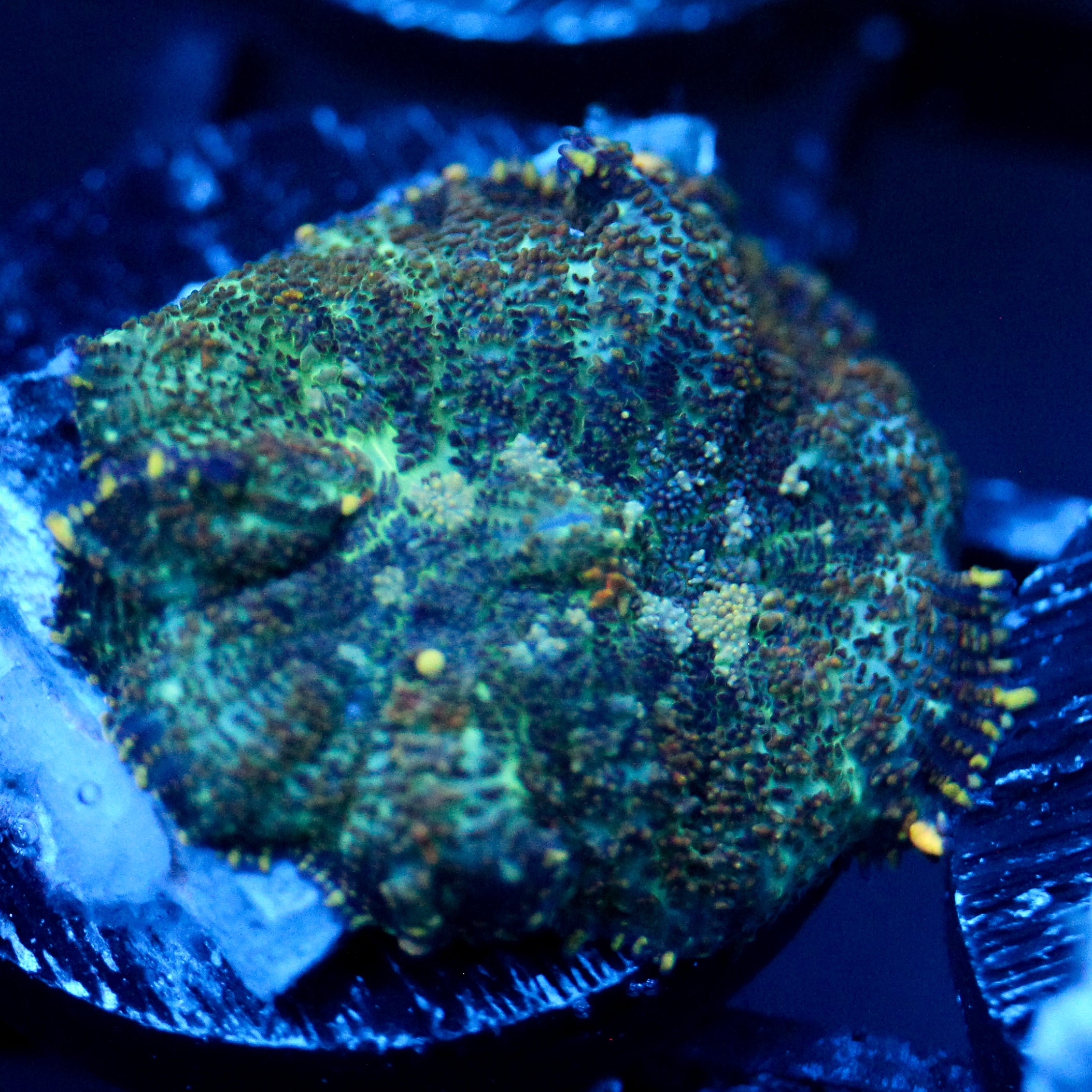 JC Flipside Rhodactis