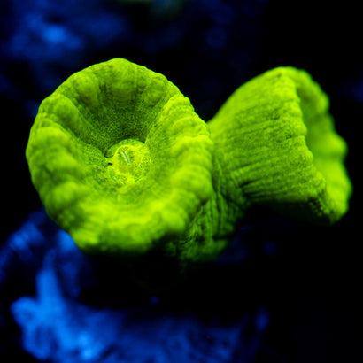 JC Neon Trumpet Coral