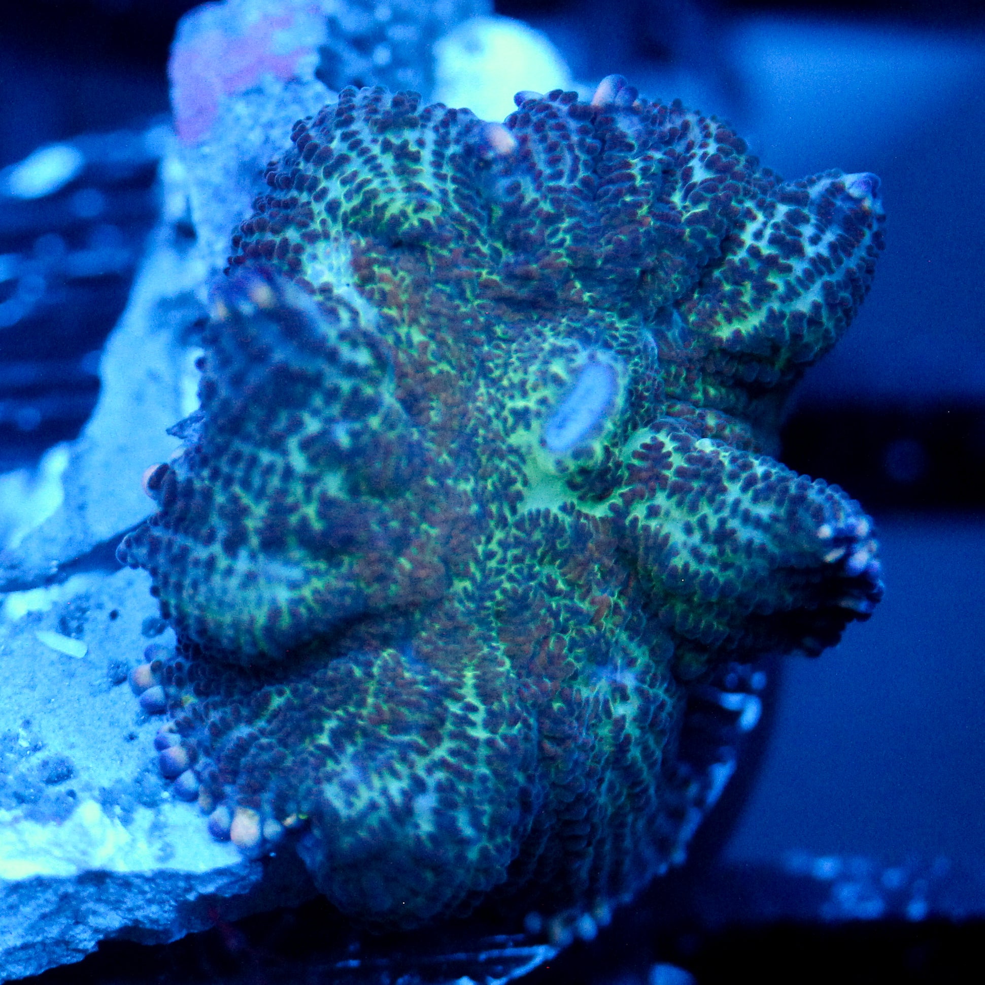 JC Toxic Moss Rhodactis