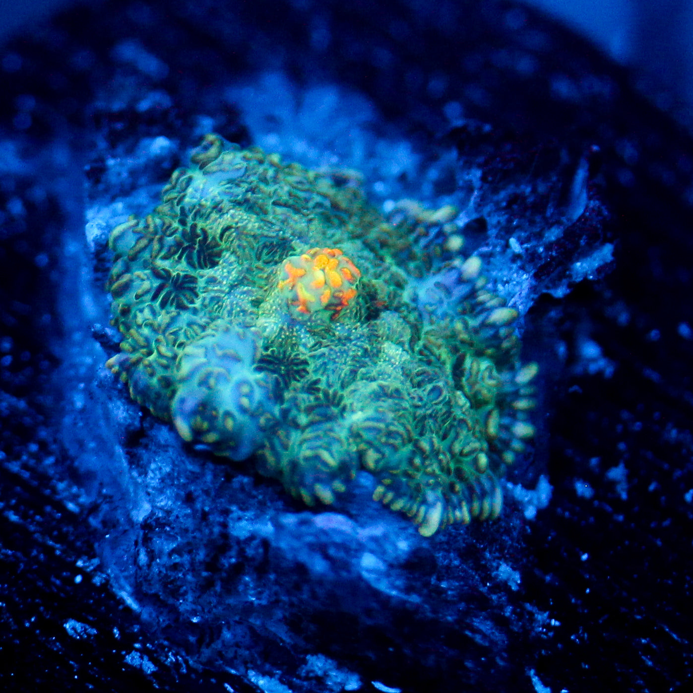 JC Gold Gobbler Rhodactis (last one)