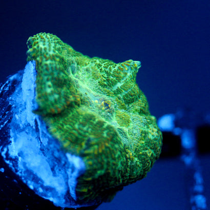JC Lush Biome Rhodactis