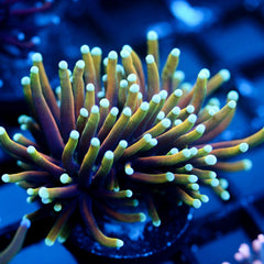 shopify auction