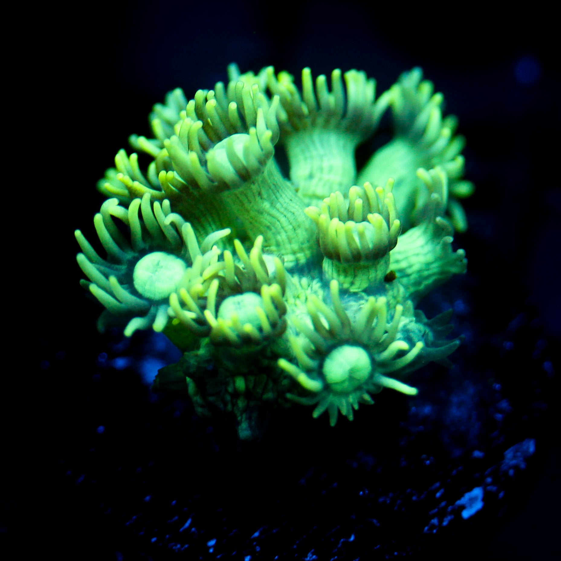 JC Emerald City Goni