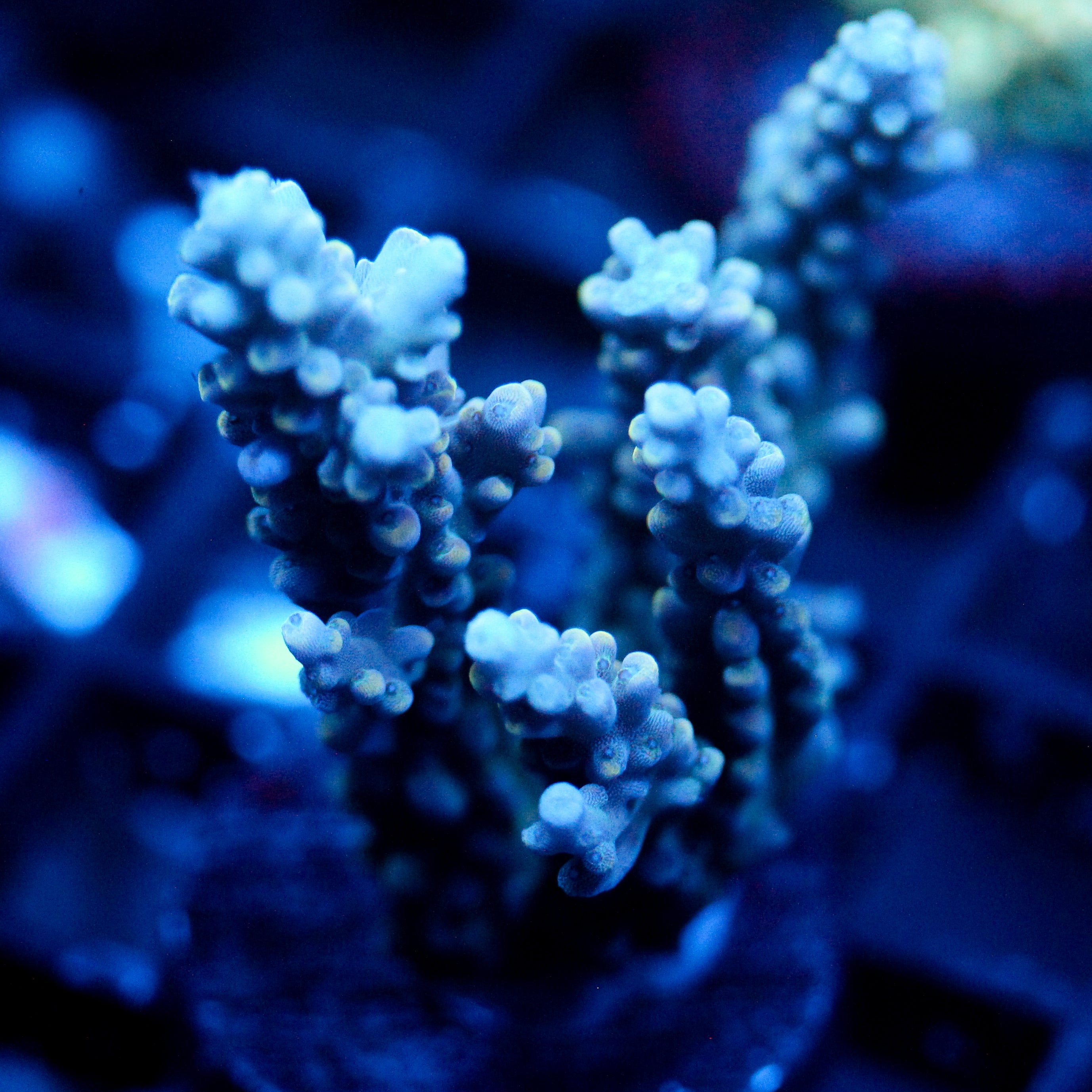 JC Bioluminescence