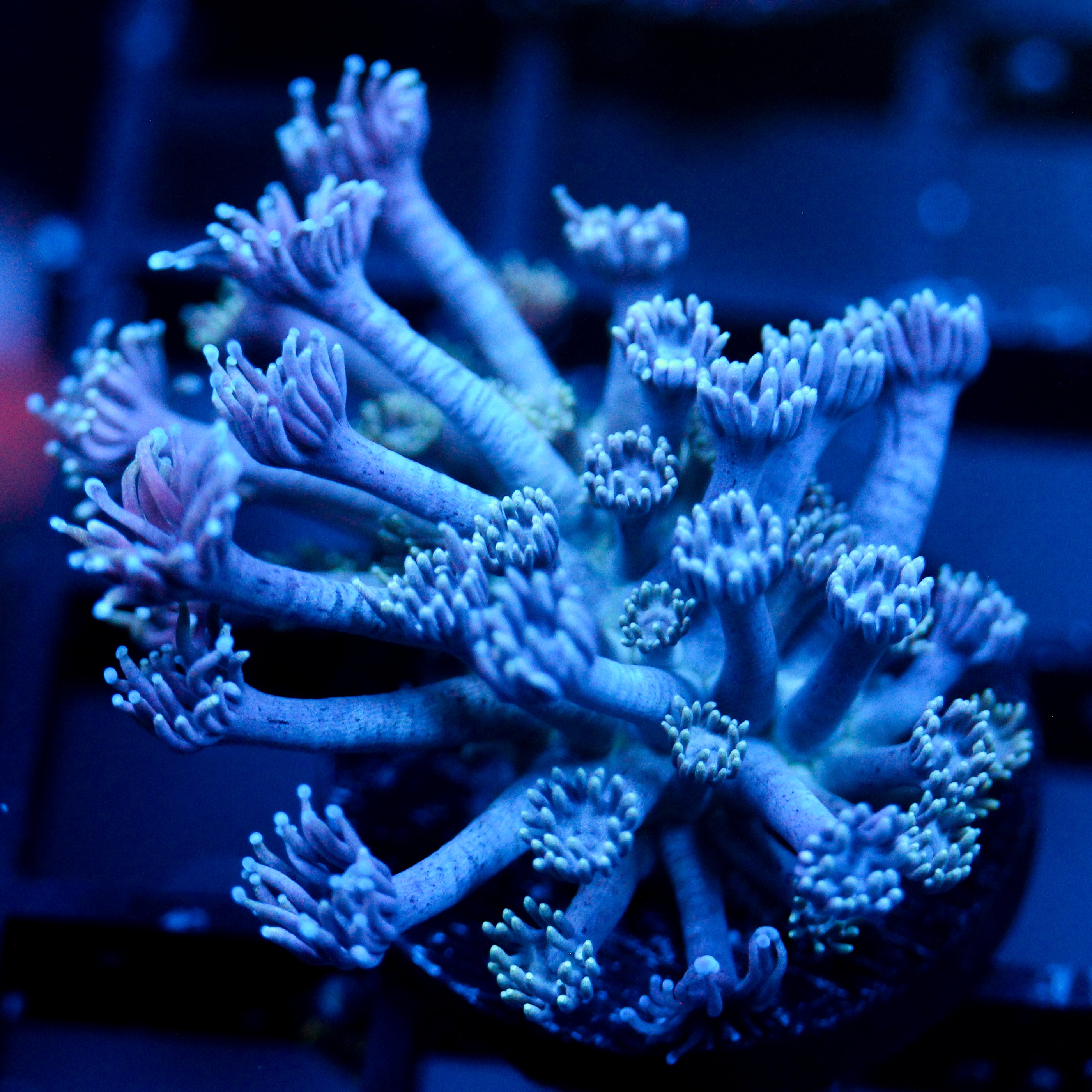 JC Chilled Tendrils Goni