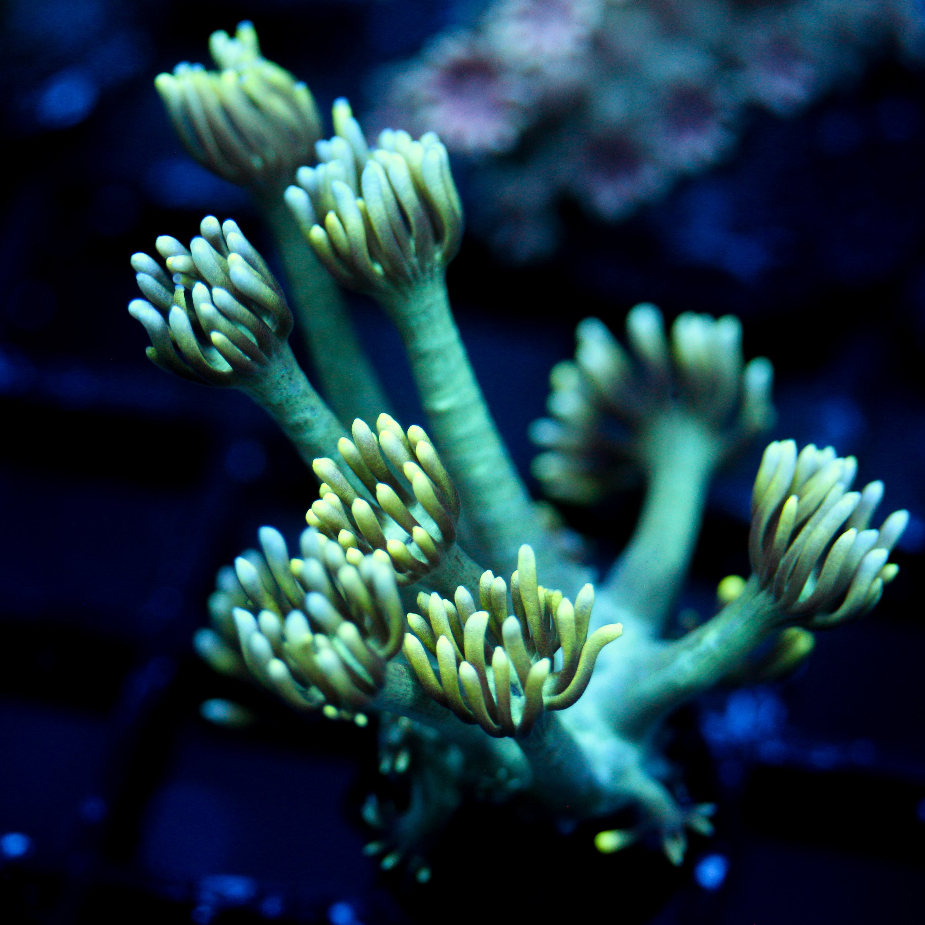 JC Electric Petals Goni