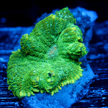 JC LG Mosshead Rhodactis (1/1)