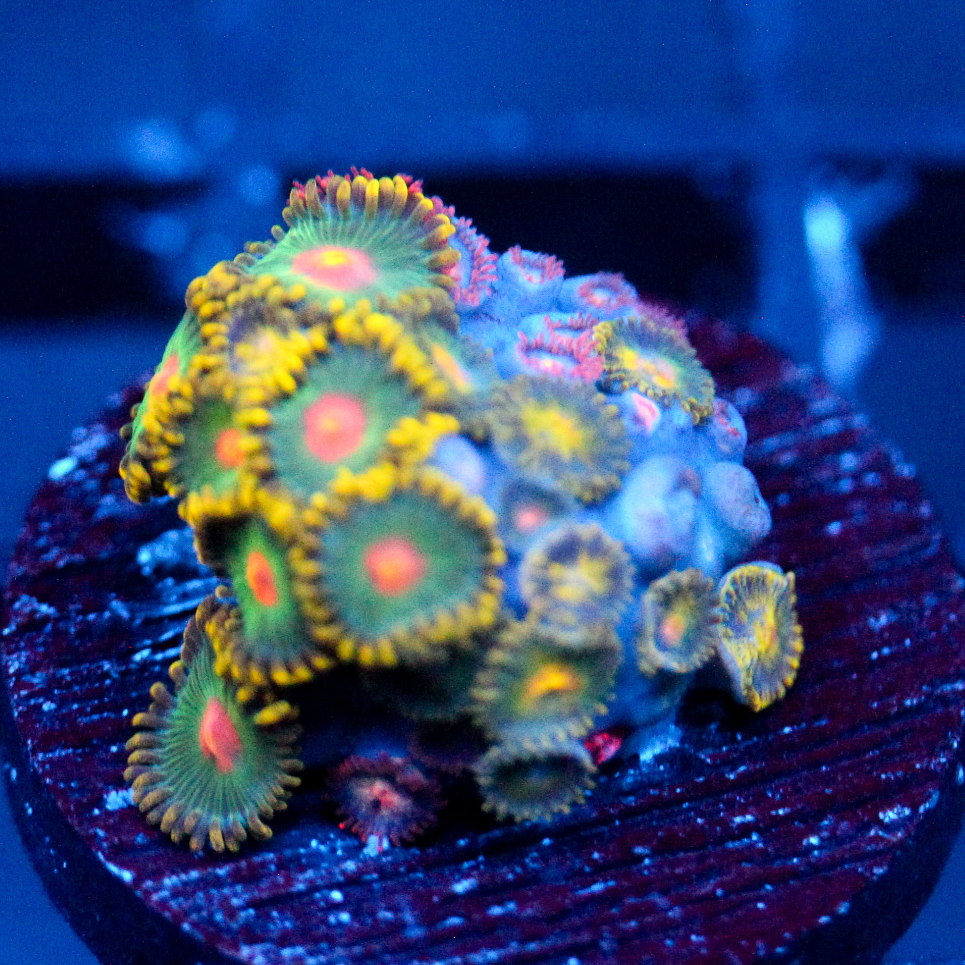 JC Oh my my my Zoanthid