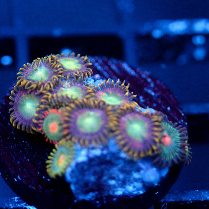 JC Tye Dye Reality Zoanthids