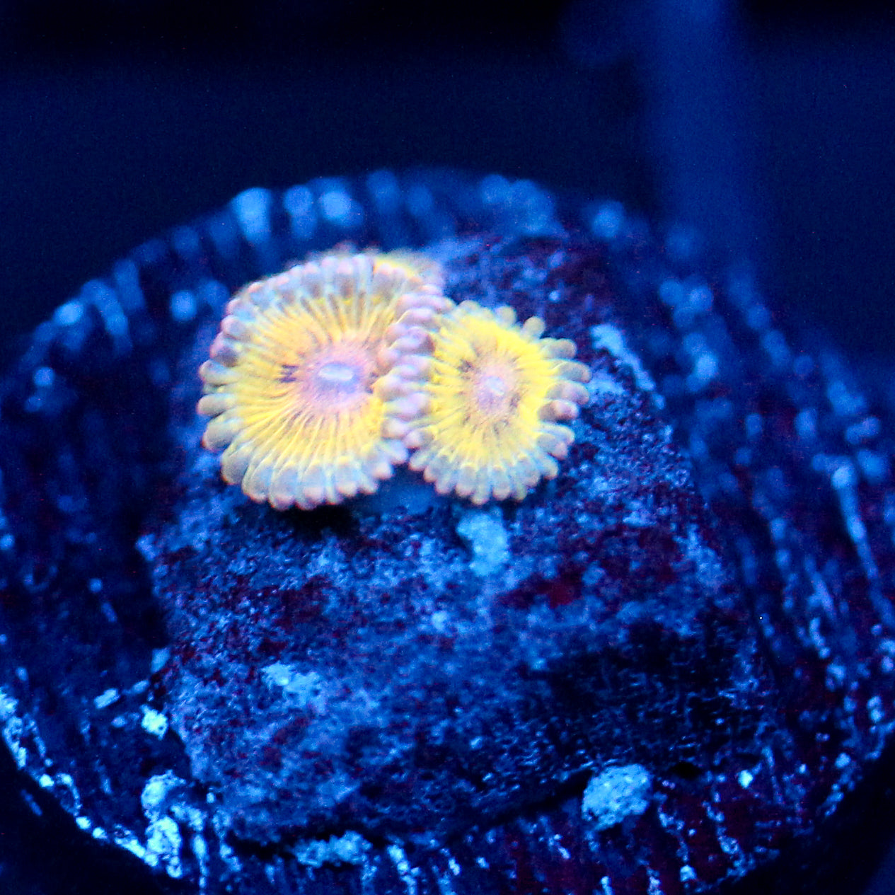JC Lemon Head Zoanthid