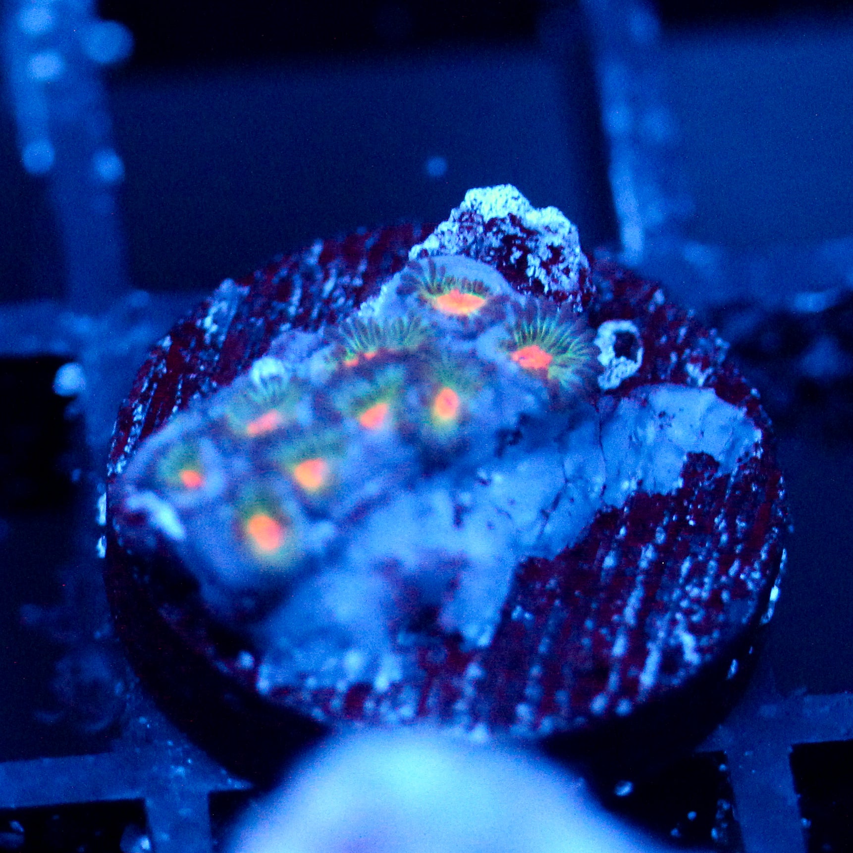 JC Alien Blood Zoanthid