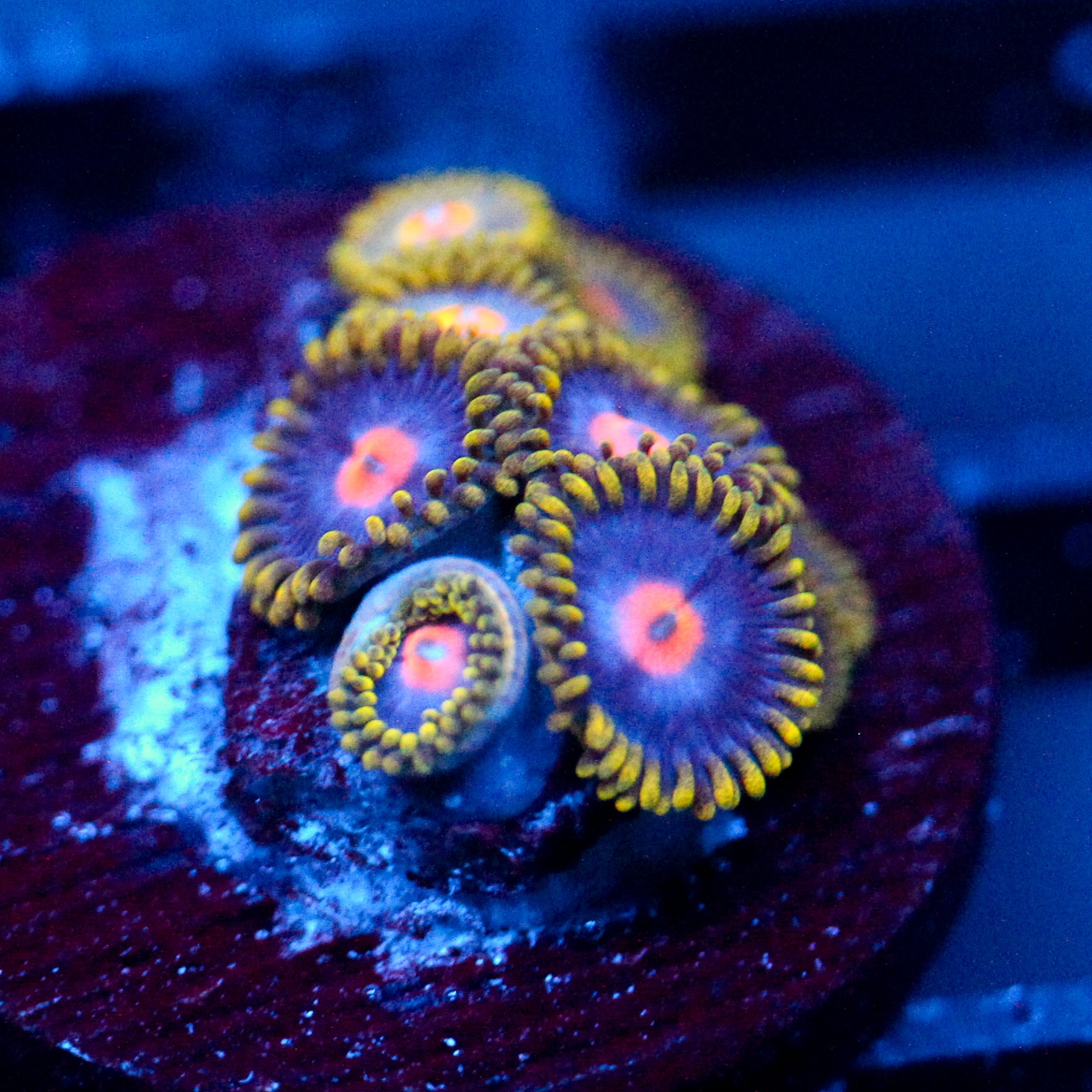 JC Gold Burn Zoanthid
