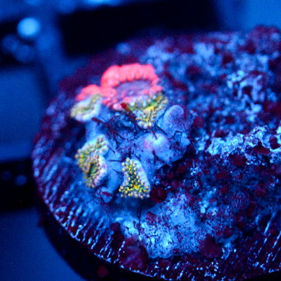 JC Zoa Garden Seed
