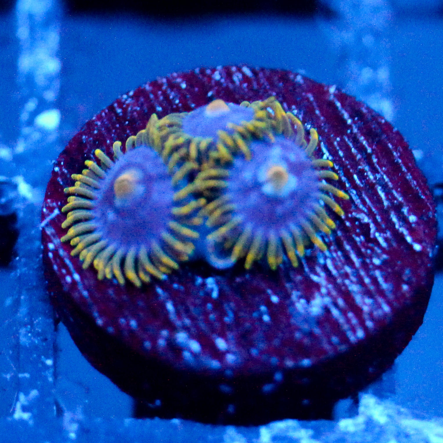 JC Gold Burst Zoanthid