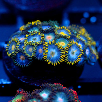 JC Saturn Zoanthid mix