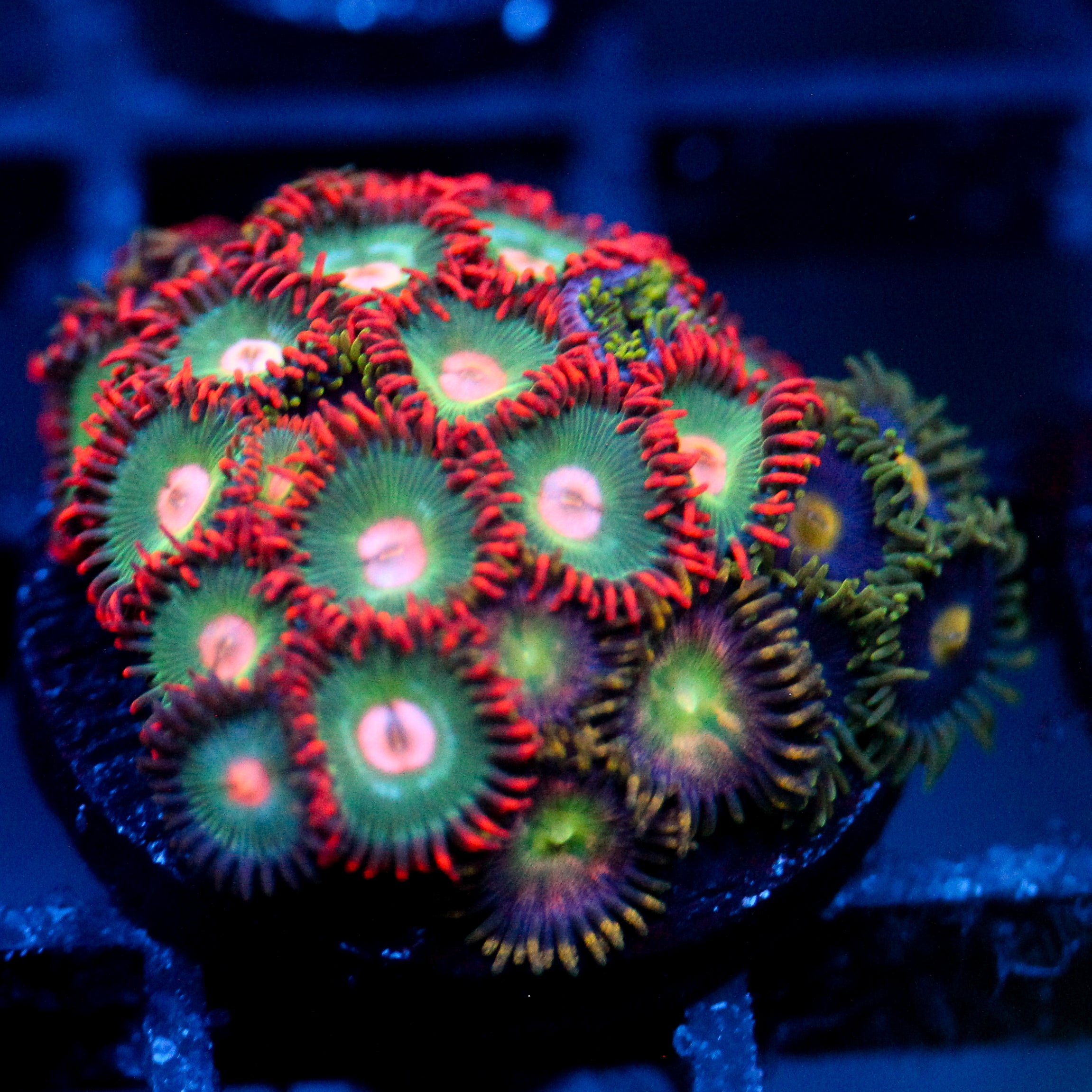 JC Gatorade Zoanthids Mix